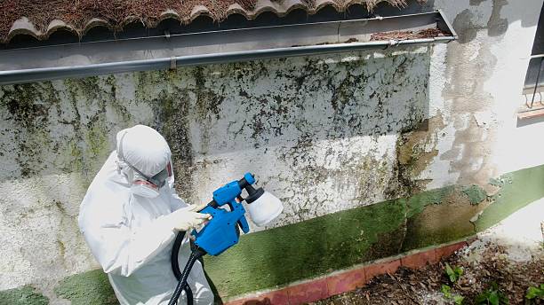 Mold Removal service in Quincy